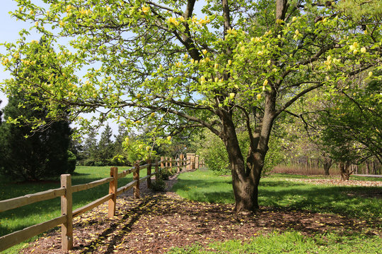 Beautiful springtime nature background with blooming trees. Sunny day landscape in a forest with trees along old style wooden fence and blossoming yellow magnolia in a foreground.