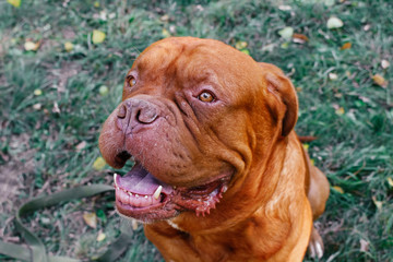 Dogue de Bordeaux,french mastiff