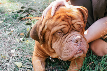 Dogue de Bordeaux,french mastiff