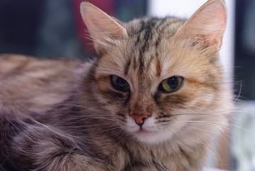 Heart made  of sea stones on a red velvet
