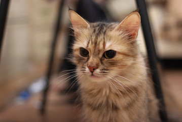 Heart made  of sea stones on a red velvet