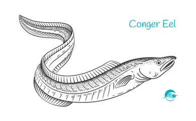 Conger Eel hand-drawn illustration