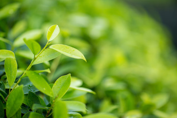 Fresh tea bud and leaves.Tea plantations. natural green plants landscape, ecology, fresh wallpaper concept.  nature view of green leaf on blurred greenery background in garden.