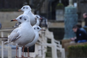 City gulls