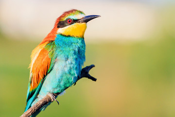 bird of paradise is sitting on a branch