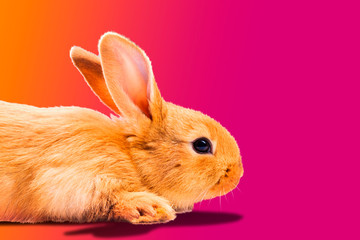 cute rabbit on a pink background