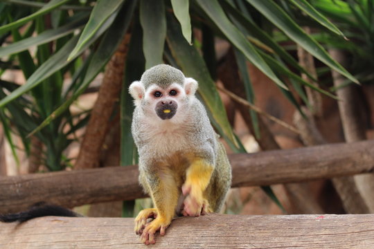 Macaco