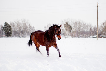 Beautiful brown horse running in the snow