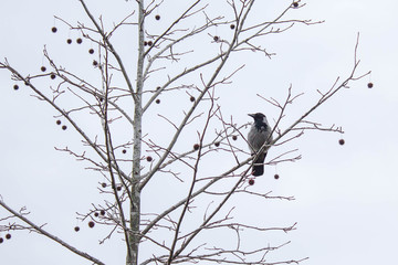 A crow sitting on the branch with tree fruits during grey winter day