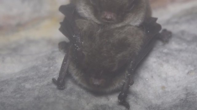 A pair of bats engage in sexual intercourse (coitus) during wintering in a damp cave hanging upside down and covered in dew. Reproductive behavior. Daubenton's Bat (Myotis daubentoni)
