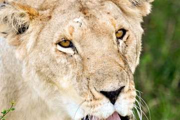 Lioness of Masai Mara