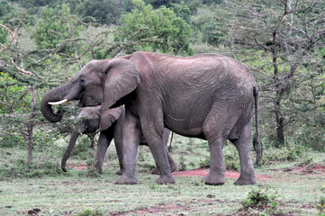 Elephants of Masai Mara