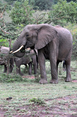 Elephants of Masai Mara