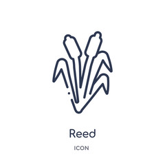 Obraz premium reed icon from nature outline collection. Thin line reed icon isolated on white background.