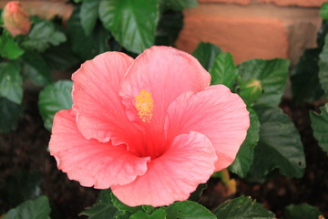 red flower in the garden