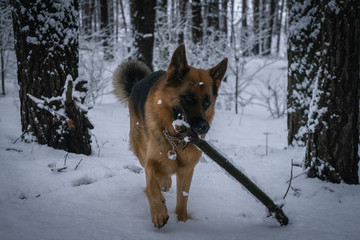 German shepherd in the forest in winter 