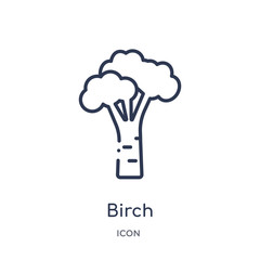 birch icon from nature outline collection. Thin line birch icon isolated on white background.