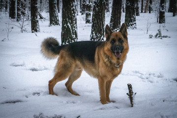 German shepherd in winter