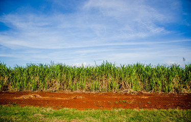 Sugar cane field in a plantation near Colon, Cuba.