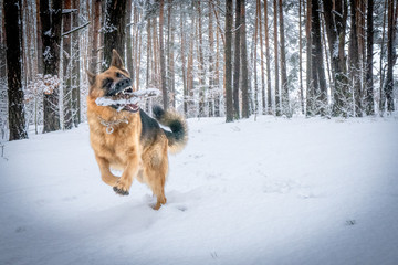 German shepherd in winter