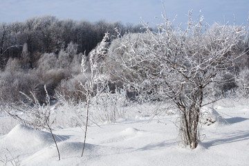 Winter trees and blue sky in sunny, frosty weather