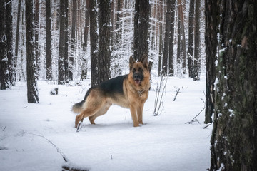 German shepherd in winter