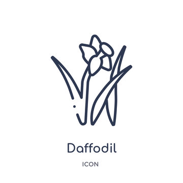 Daffodil Icon From Nature Outline Collection. Thin Line Daffodil Icon Isolated On White Background.