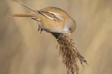 A female Bearded reedling (Panurus biarmicus) perched in the cold morning sun foraging in the reeds. perched and eating from the reeds at the water's edge.