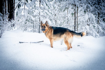 German shepherd in winter
