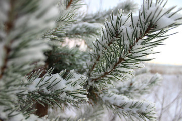 Naklejka na ściany i meble branch of a spruce tree with snow