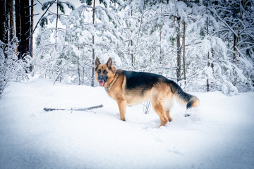 German shepherd in winter