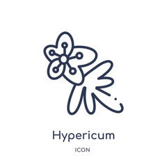 hypericum icon from nature outline collection. Thin line hypericum icon isolated on white background.