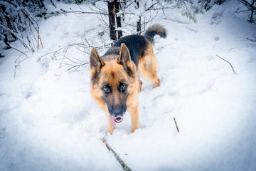 German shepherd in winter