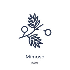 mimosa icon from nature outline collection. Thin line mimosa icon isolated on white background.