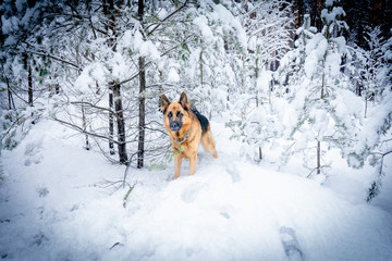 German shepherd in winter