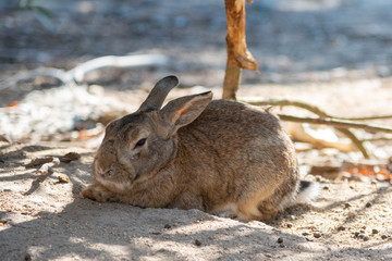 Close up of cute relaxing rabbit in the undergrowth on Okunoshima ( Rabbit Island ), Hiroshima, Japan. Numerous feral rabbits that roam the island, they are rather tame and will approach humans.