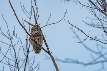 Northern Barred Owl