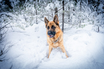 German shepherd in winter