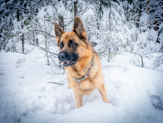 German shepherd in winter