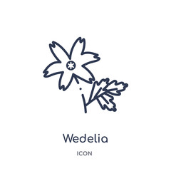 wedelia icon from nature outline collection. Thin line wedelia icon isolated on white background.