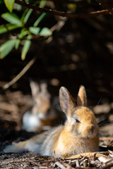 Close up an adorable yellow black baby rabbit in sunny day with nature background on Okunoshima, as known as the 