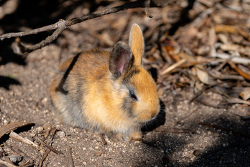 Close up an adorable yellow black baby rabbit in sunny day with nature background on Okunoshima, as known as the 