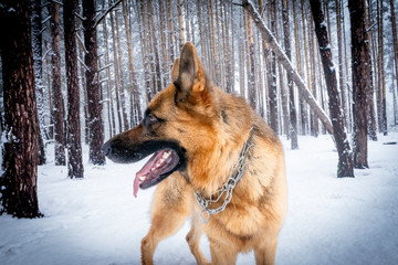 German shepherd in winter