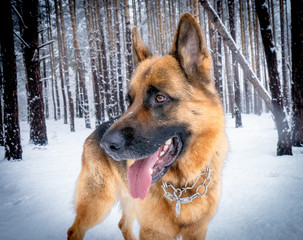 German shepherd in winter