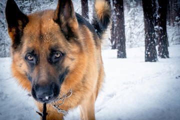 German shepherd in winter