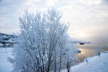 lake and snowy tree,  Lofotten Islands, Norway