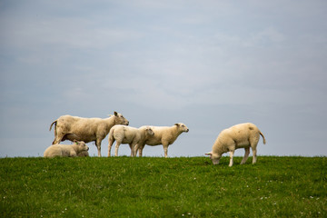 Fototapeta premium Sheep on the green grass of a dike in Holland