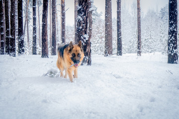 German shepherd in winter