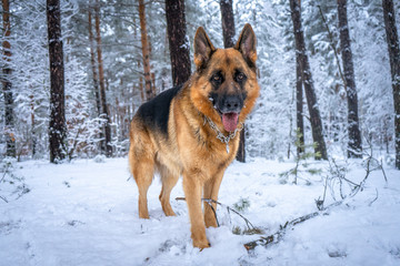 German shepherd in winter