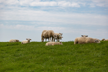 Naklejka na ściany i meble Sheep on the green grass of a dike in Holland